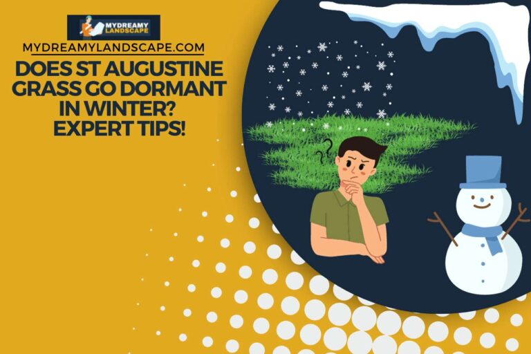 Does St Augustine Grass Go Dormant in Winter? Expert Tips!