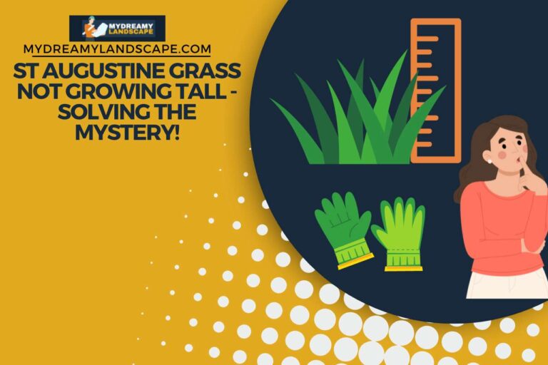 St Augustine Grass Not Growing Tall – Solving the Mystery!