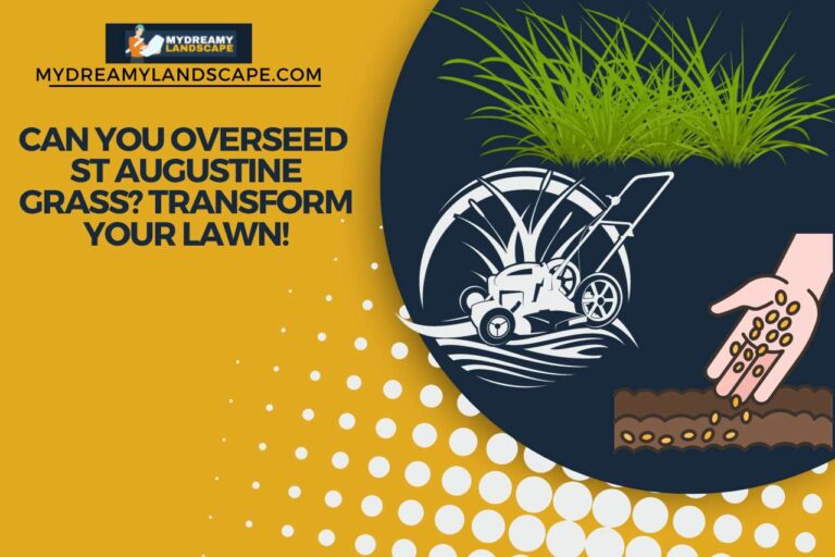 Can you Overseed St Augustine Grass? Transform Your Lawn!