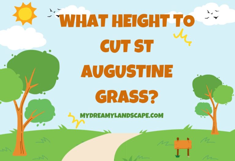 What Height to Cut St Augustine Grass? Full Guide